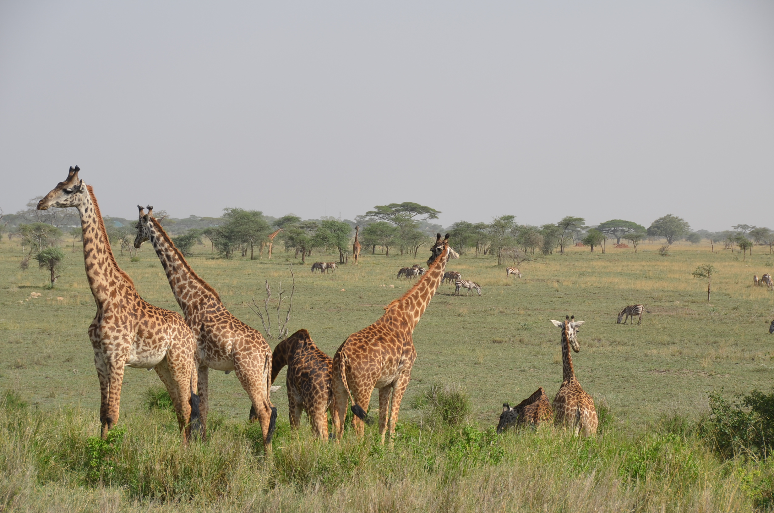 Tarangire & Ngorongoro Crater