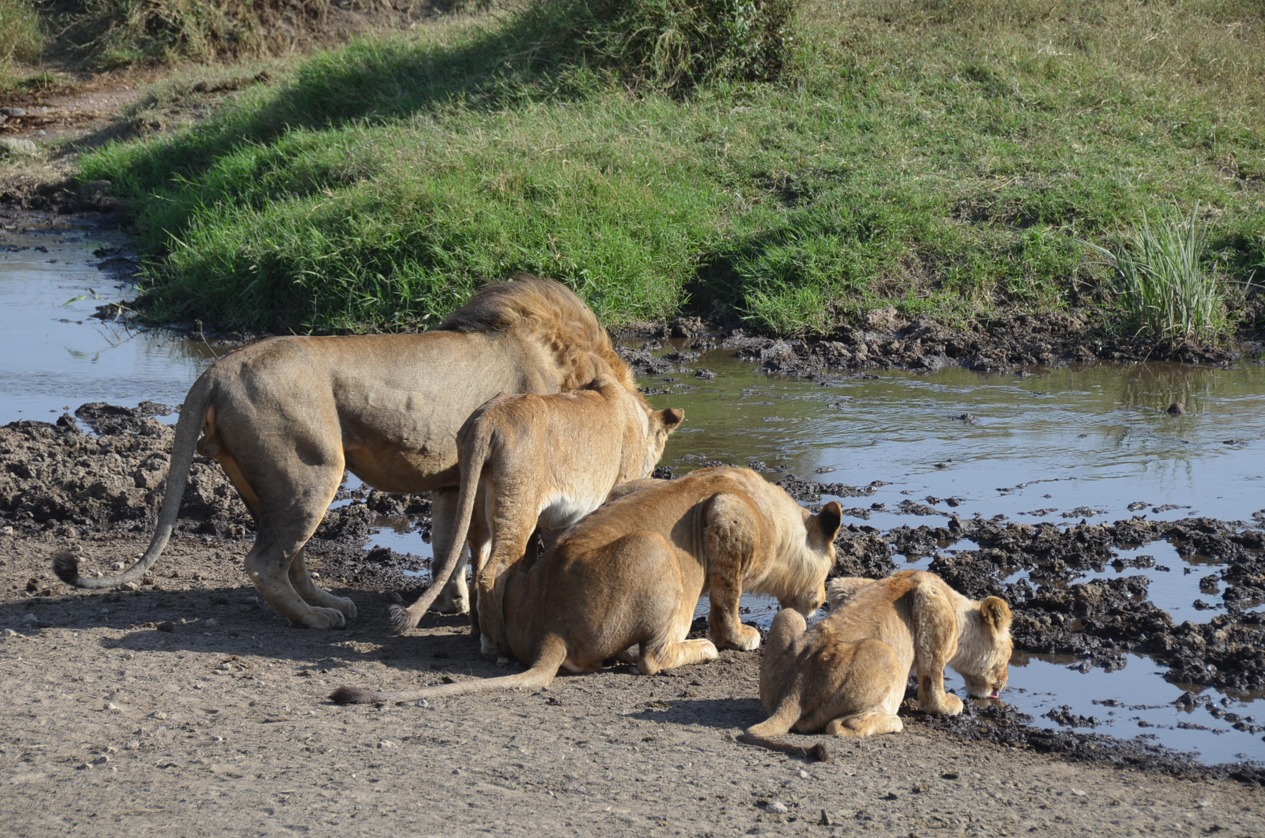 TARANGIRE, SERENGETI & NGORONGORO CRATER