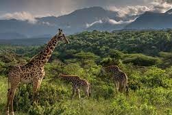 Trekking kilimanjaro