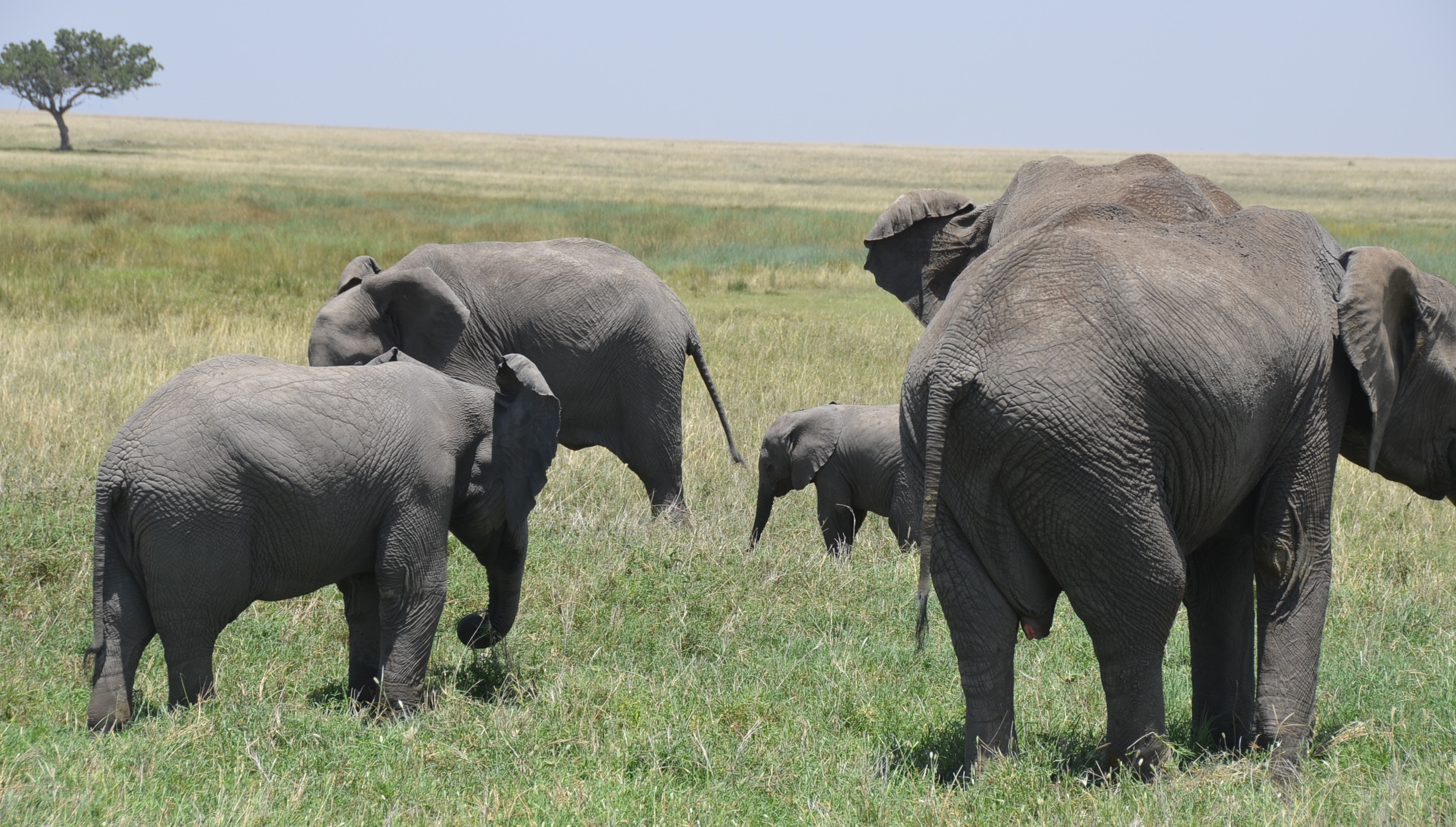 safari with trekking kilimanjaro