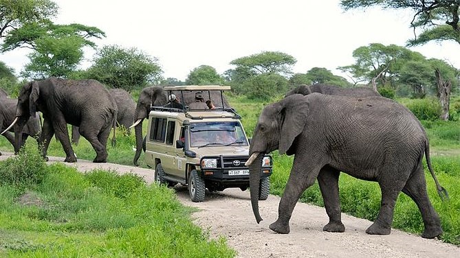 tanzania safari